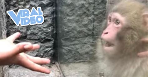 Adorable Monkey's Reaction to Impossible Magic Trick Goes Viral